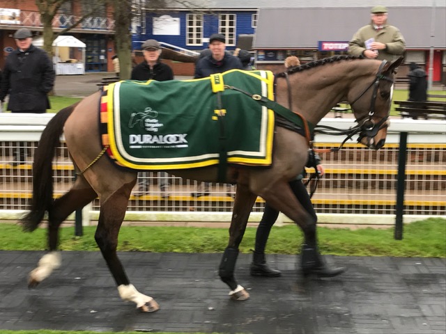 Wilberdragon in the paddock at Leicester