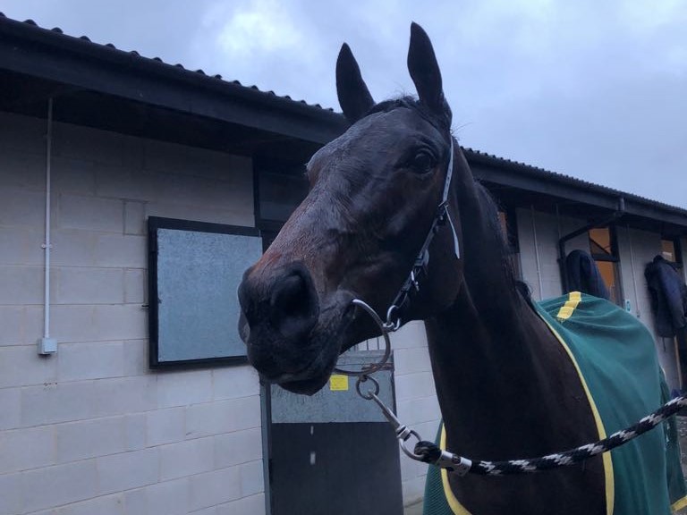Castafiore after winning at Uttoxeter Races for Charlie Longsdon