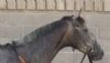 BARRISON
