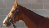 KINGARRICK