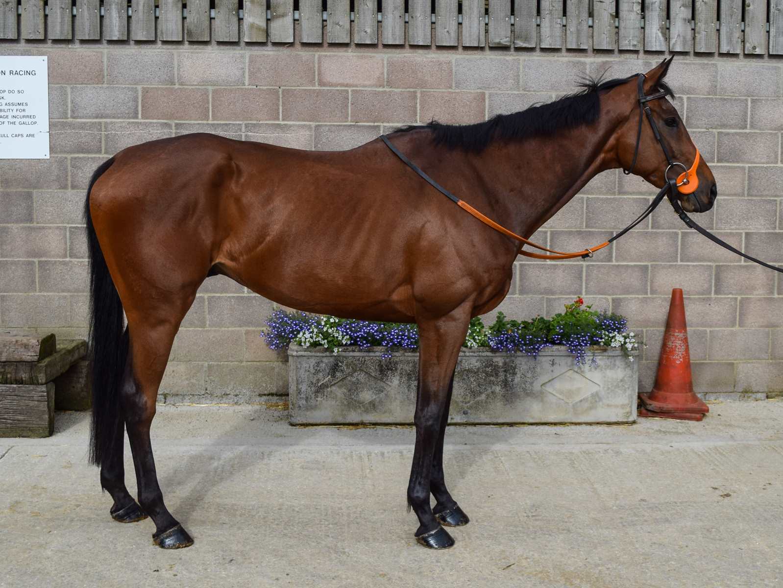 Racehorses for Sale Charlie Longsdon Racing, Oxfordshire