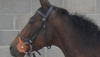 OSTLAND (GER)