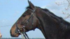 JOCK DES MOTTES