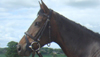 PAMPELONNE (IRE)