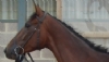 CREDIT FOR LIFE (IRE)