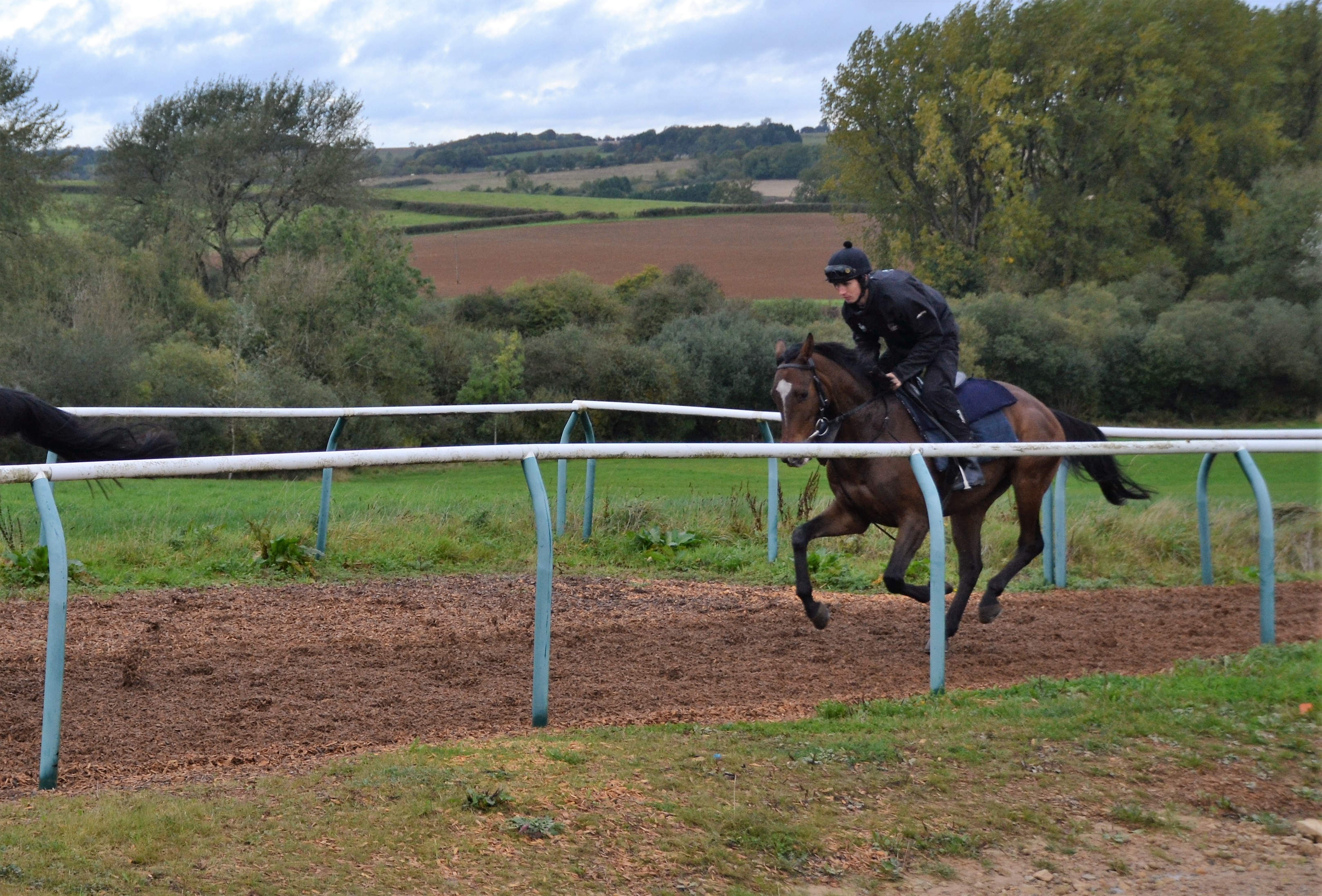 Getaway Gelding - 40% For Sale