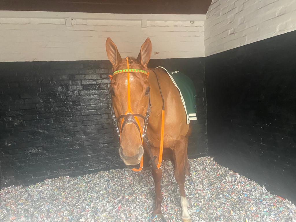 Trainer's Daily Blog 19th January 2022