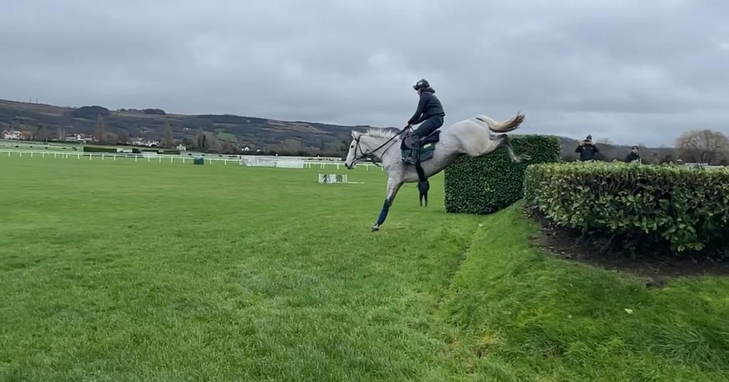 Snow Leopardess schooling 