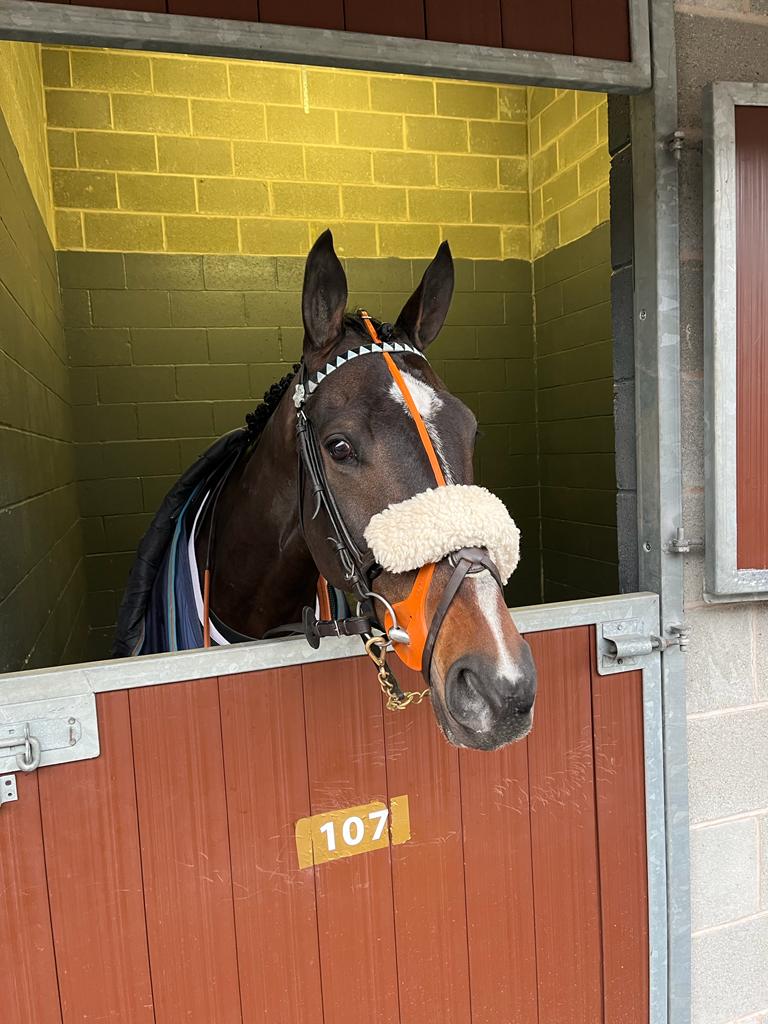 Lovely Tea before his race at Doncaster
