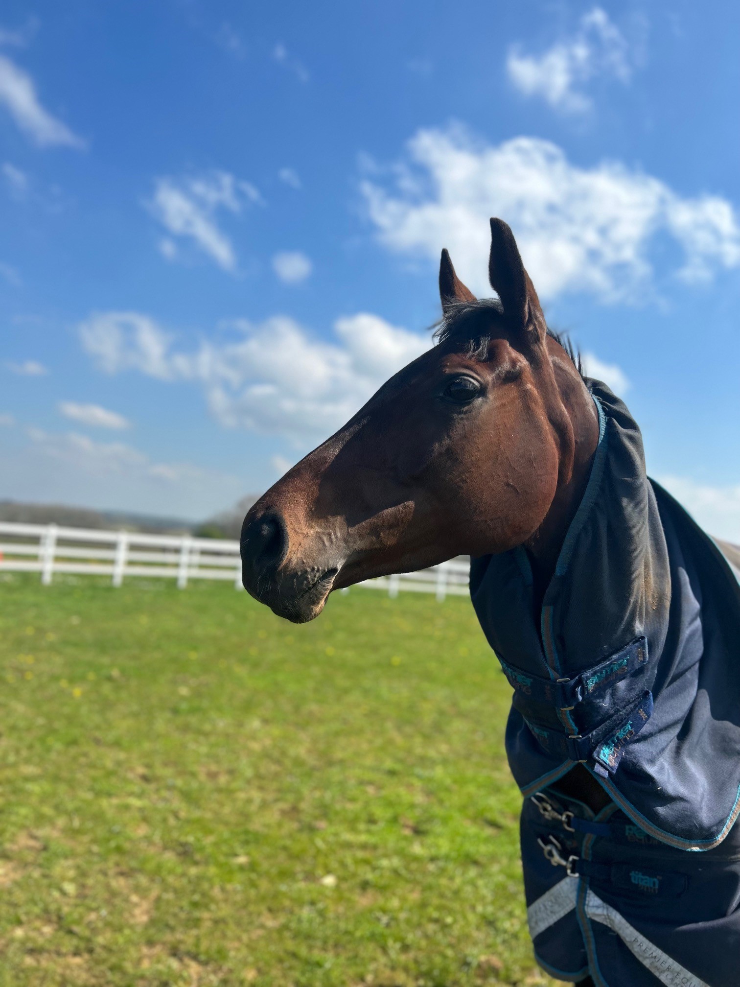 Glimpse of Gala enjoying the sunshine