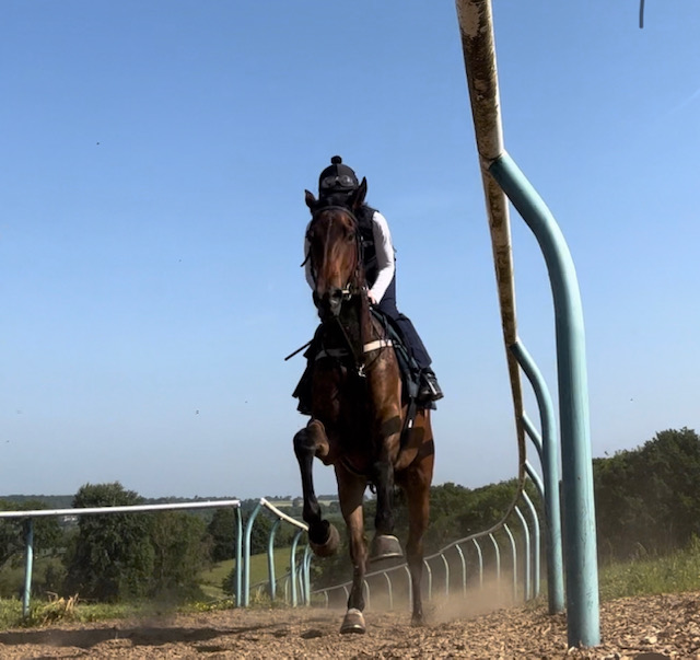 The lovely Jack Hobbs 3yo
