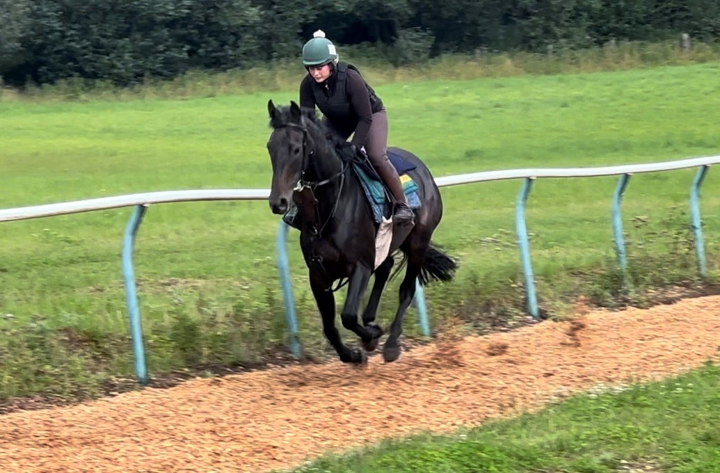 Jayapura on the gallops