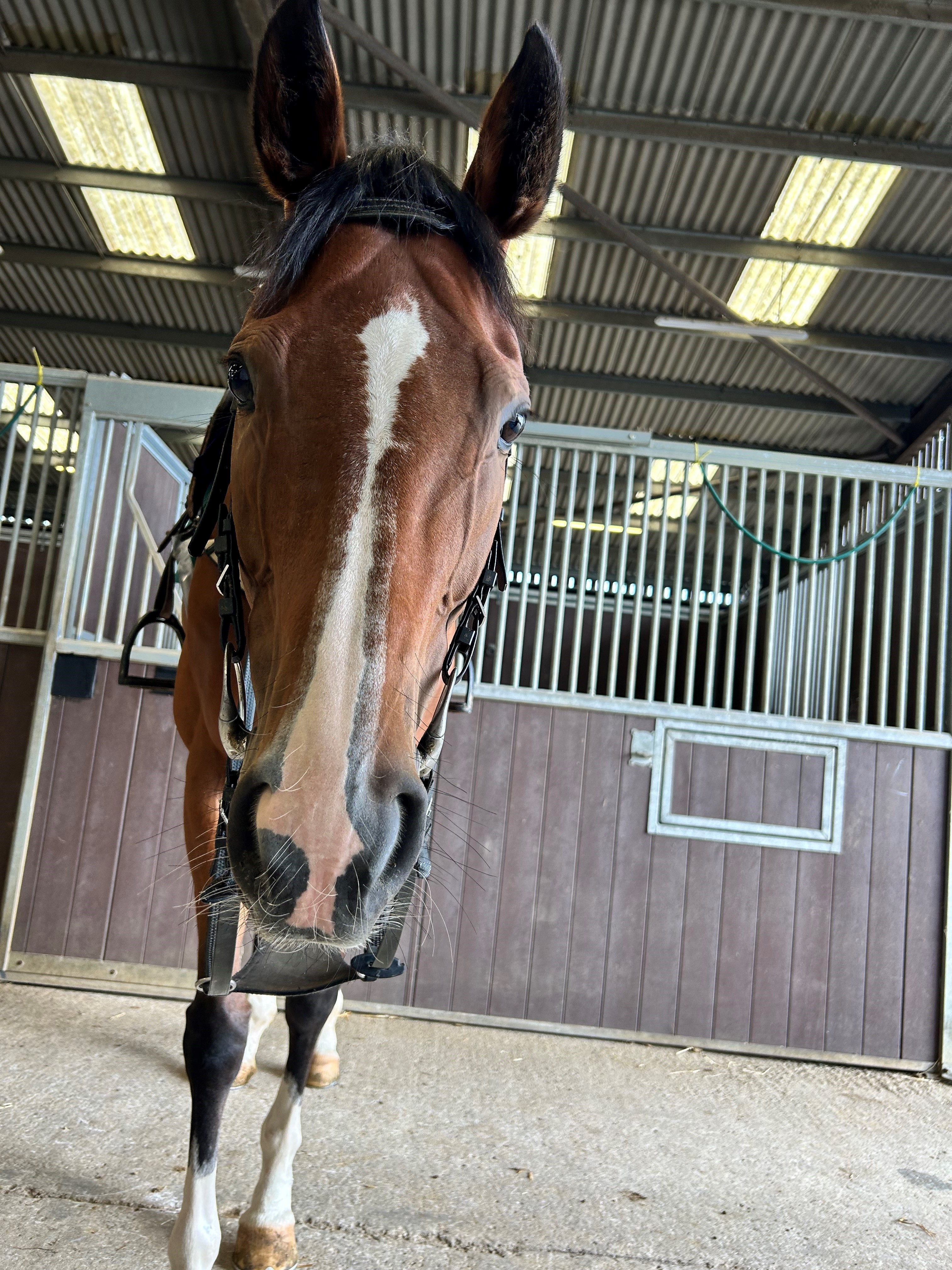 If I Say posing for the camera before being ridden!