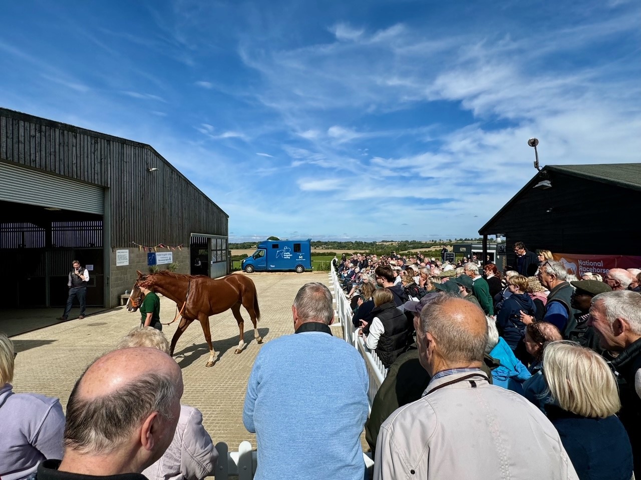 Horses Parading