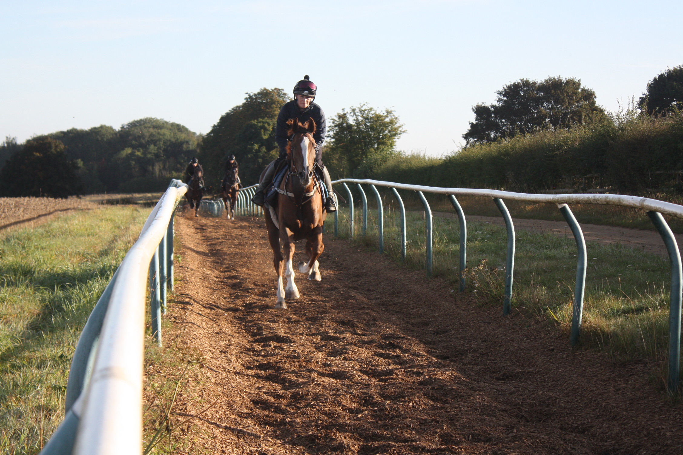 Castle Robin cantering.