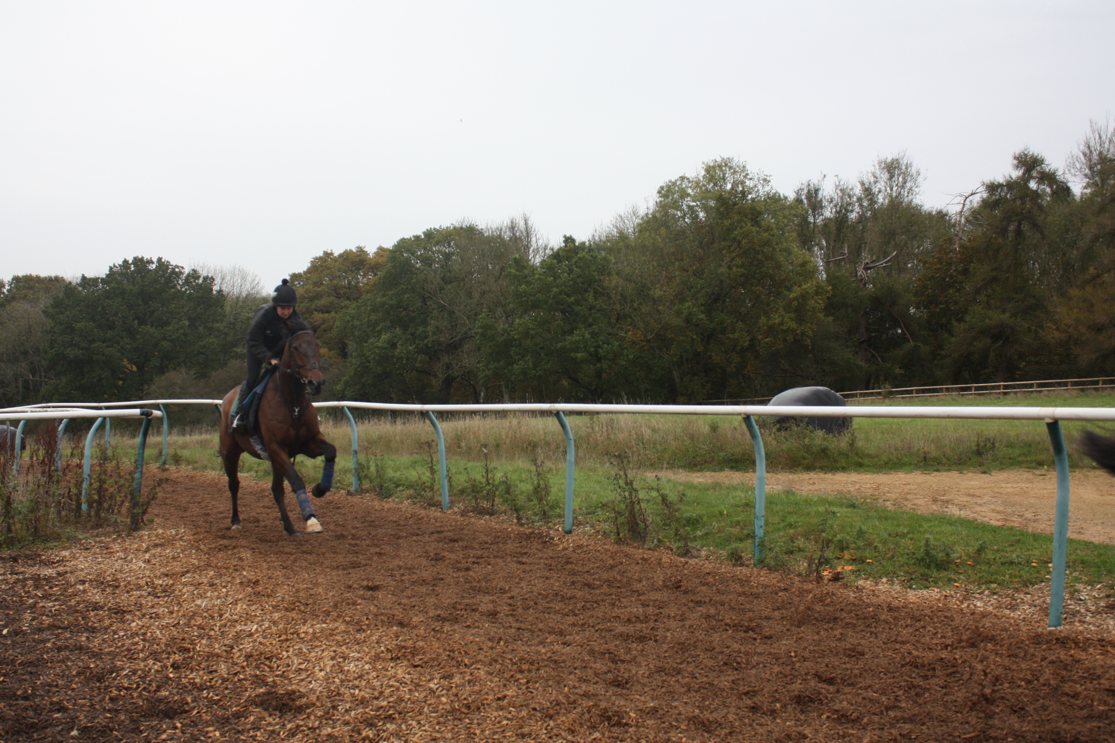 Book of Tales preparing for his race earlier this week