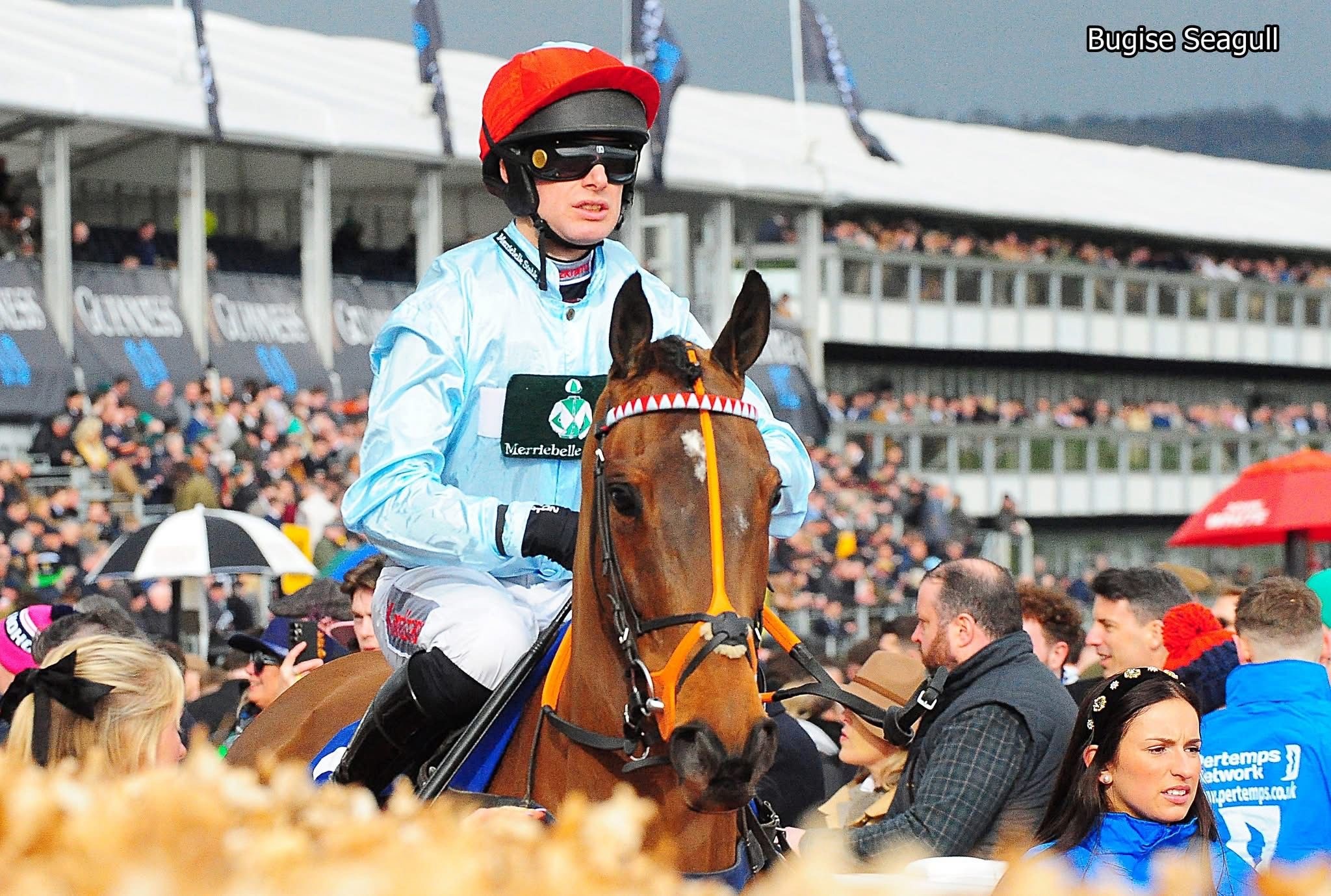 Bugise Seagull and Hannah at Cheltenham last week