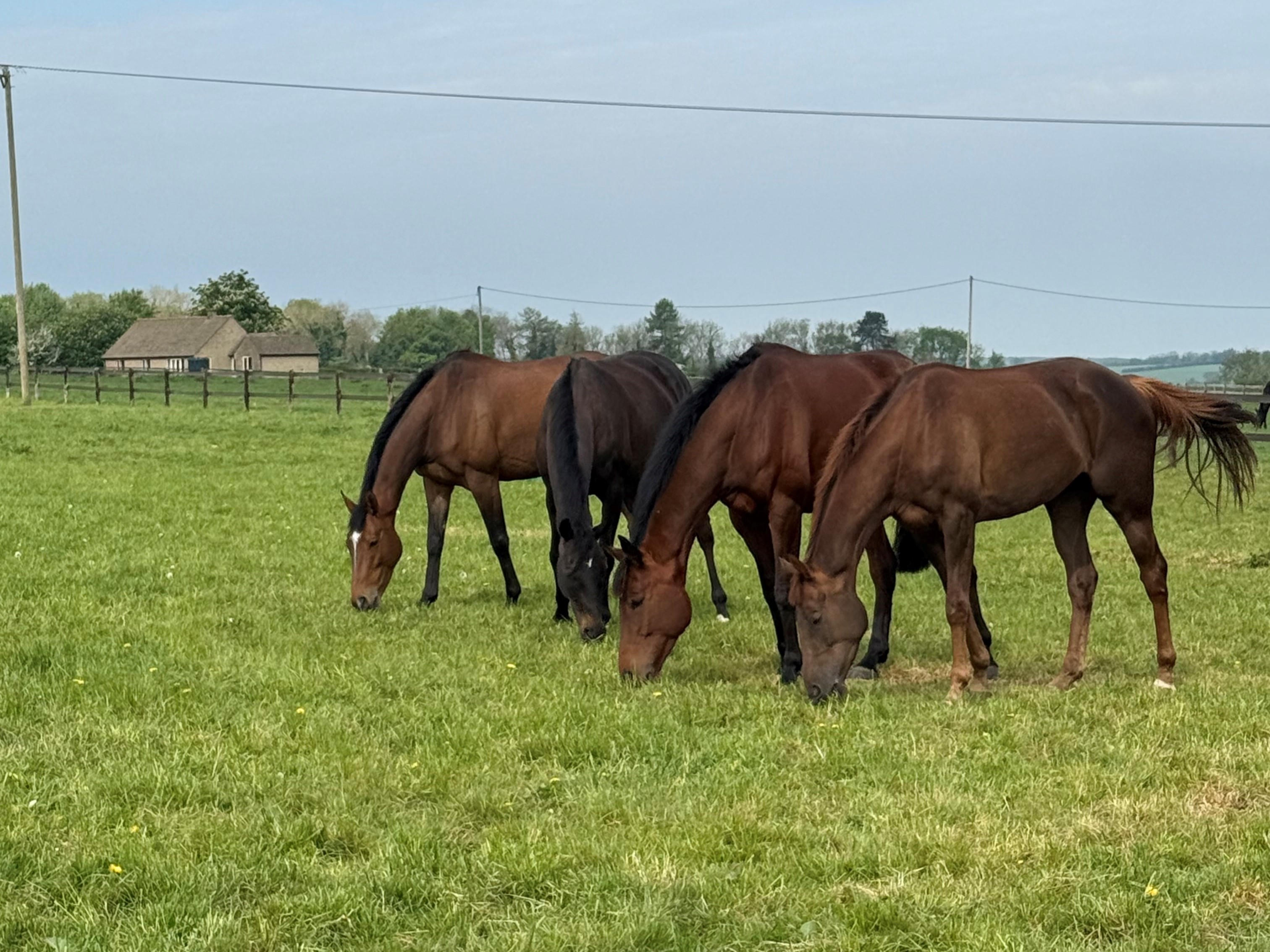 Winter horses enjoying their holiday - Left to Right, Alien Storm, Not At That Price, Romany King and Freshers Week