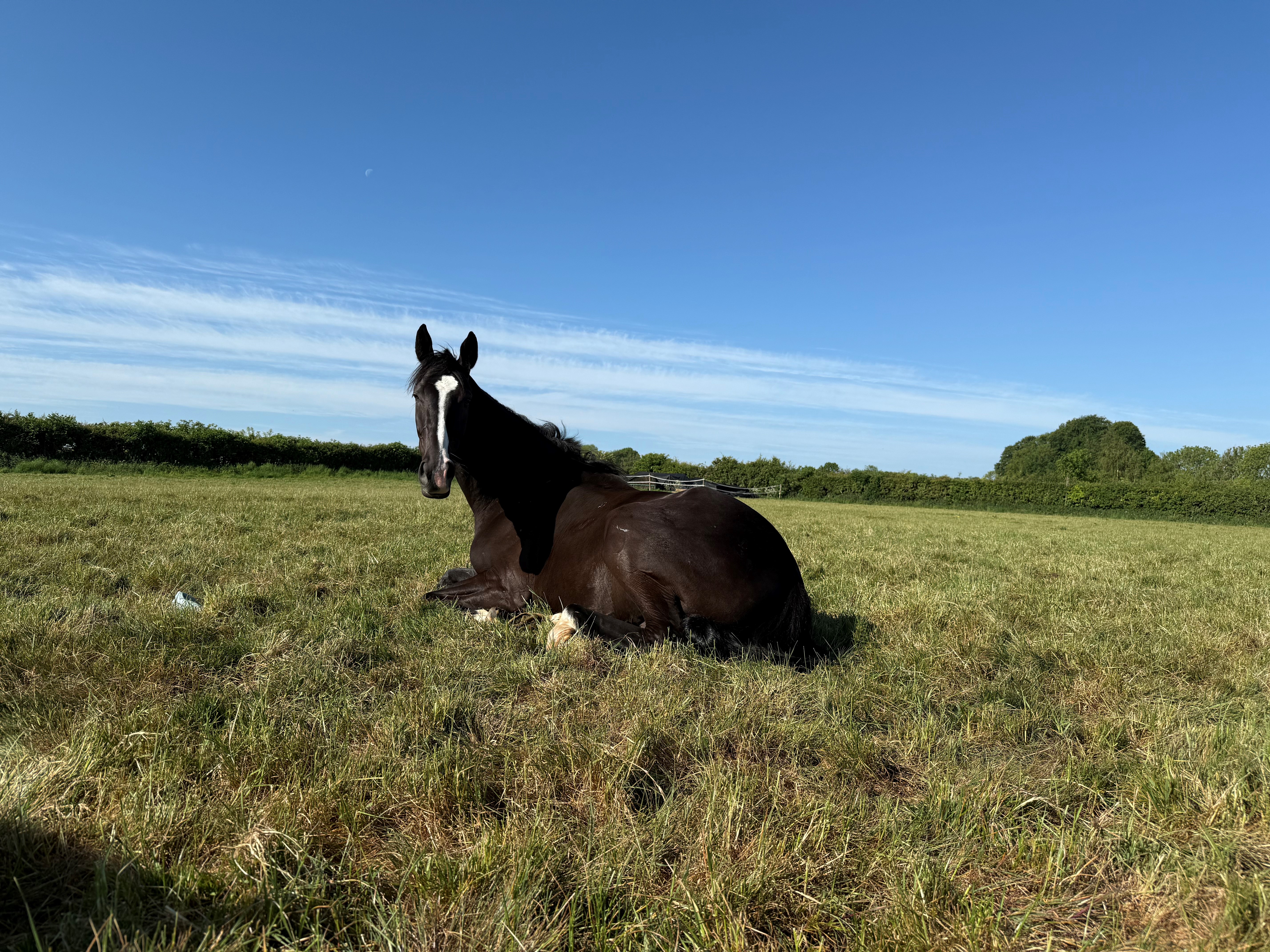 One of our youngsters, Frammassone X enjoying his holiday