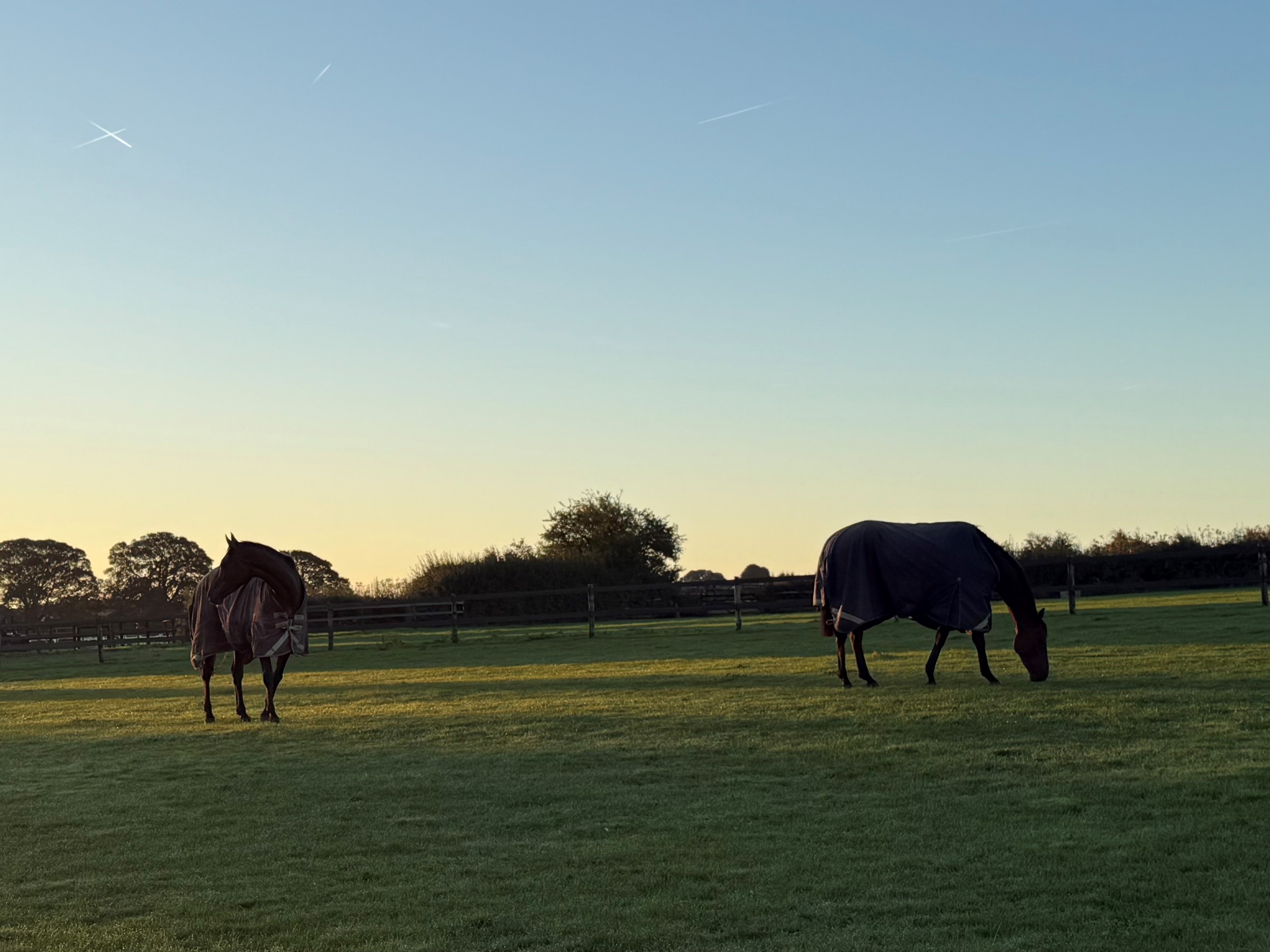 Alien Storm and Midnight Jewel in the field this morning