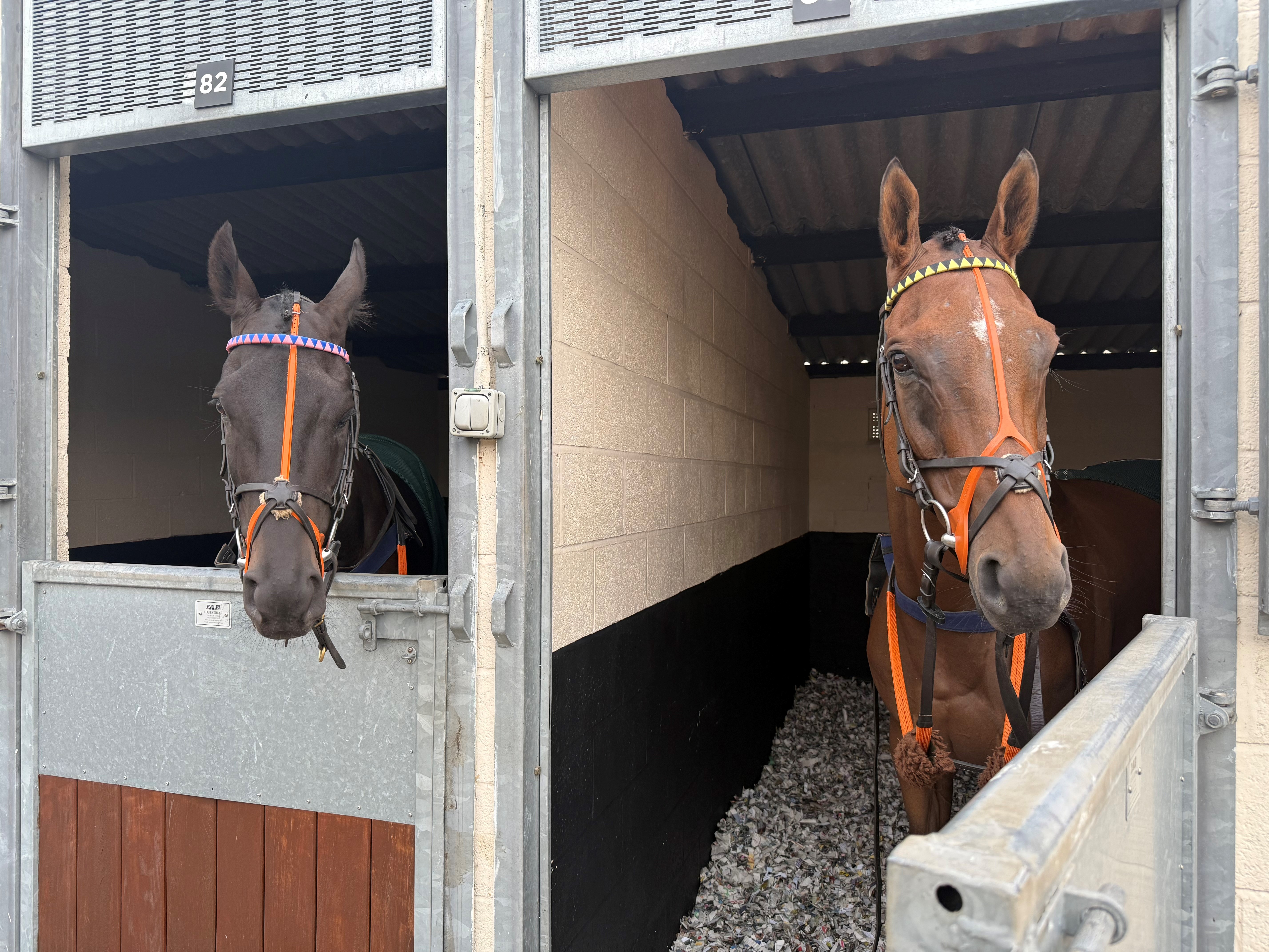 Ikigai Star & Soldat Forte at Market Rasen