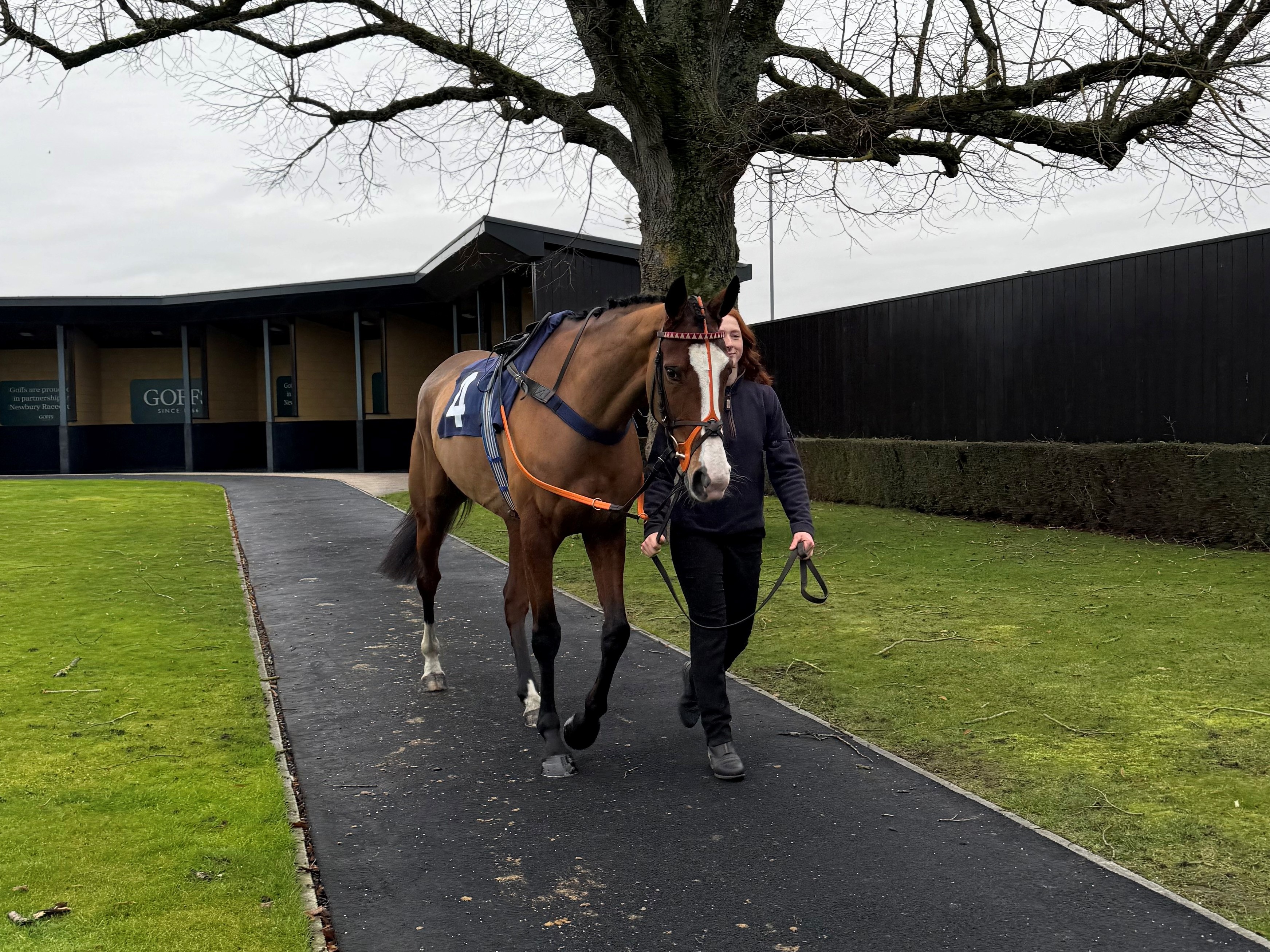 Our lovely Molto Bene yesterday at Newbury!
