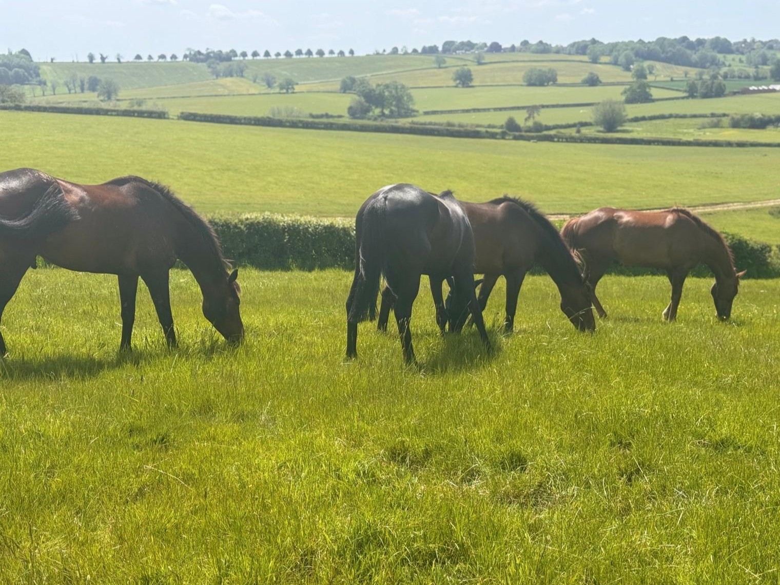 Holiday Horses