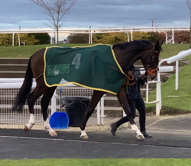 Glencassley looking a picture in the paddock