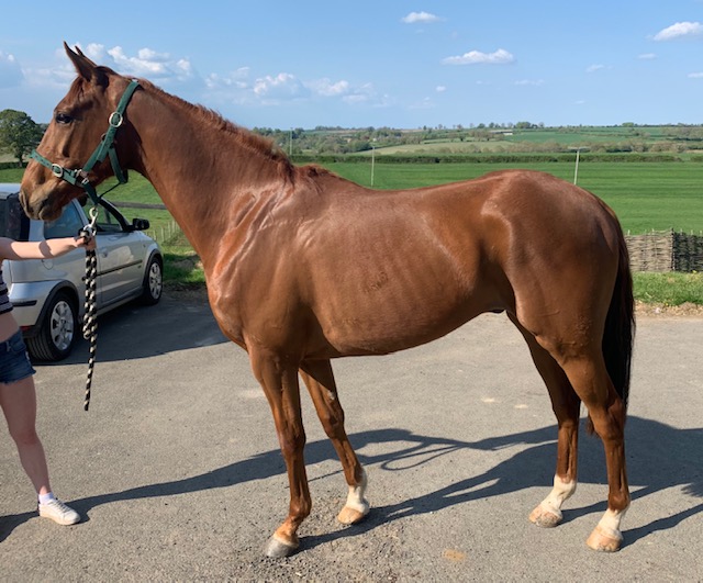 The Sixties Icon youngster turning into a fine looking horse