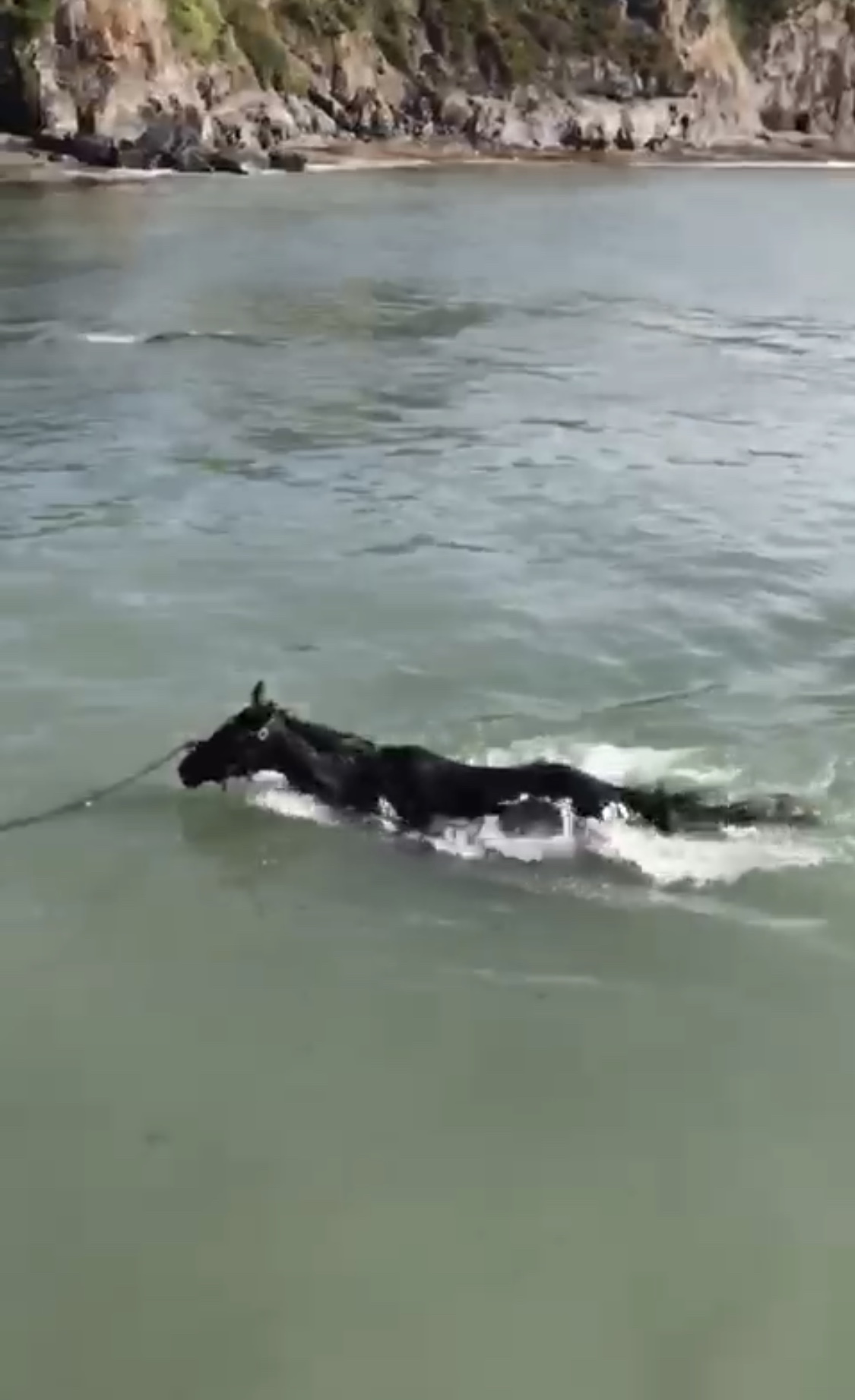 Stormy Milan enjoying his swimming in the Irish sea