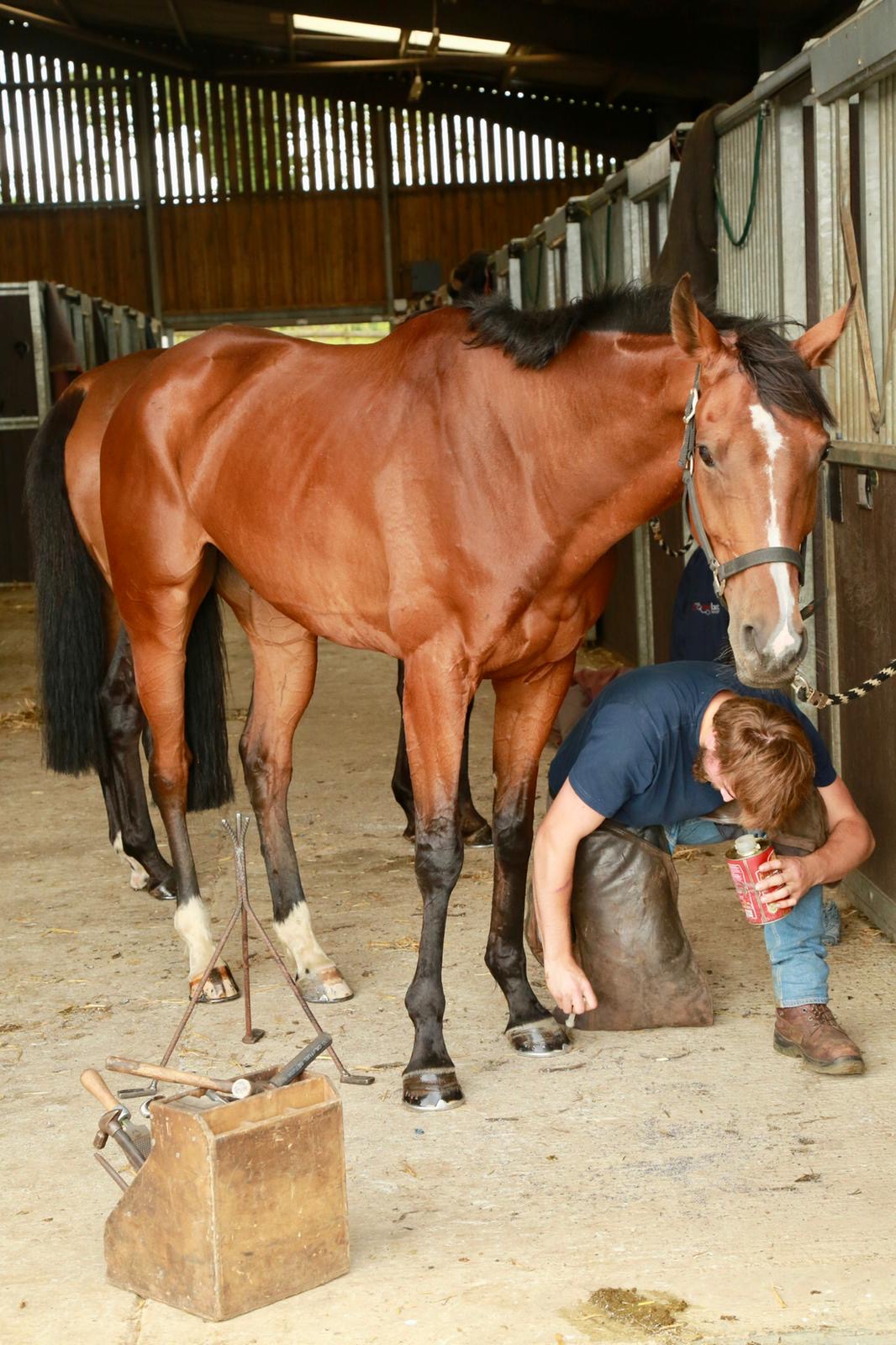 The Vollan being shod before his run on Monday