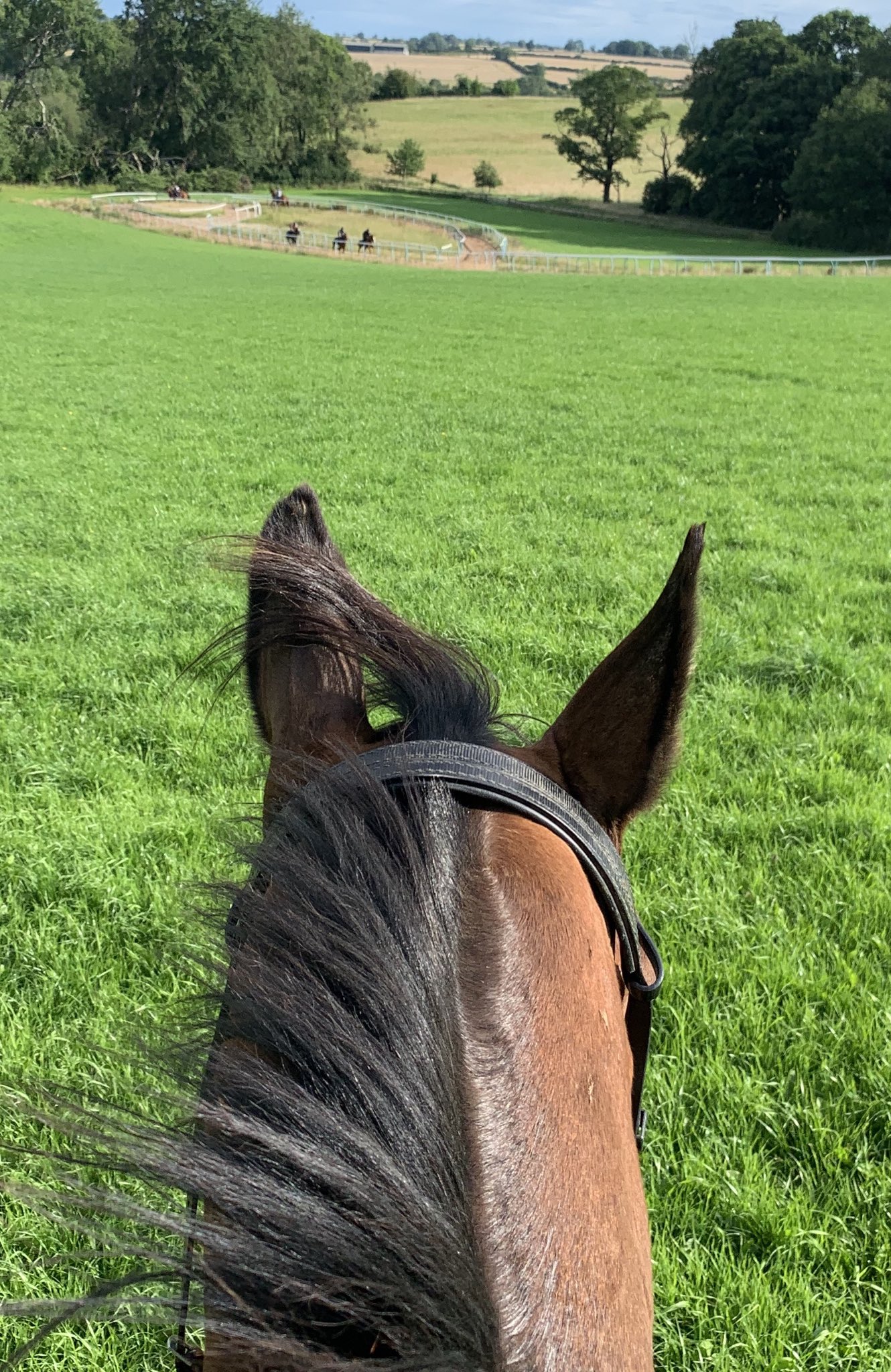 Watching the horses at work