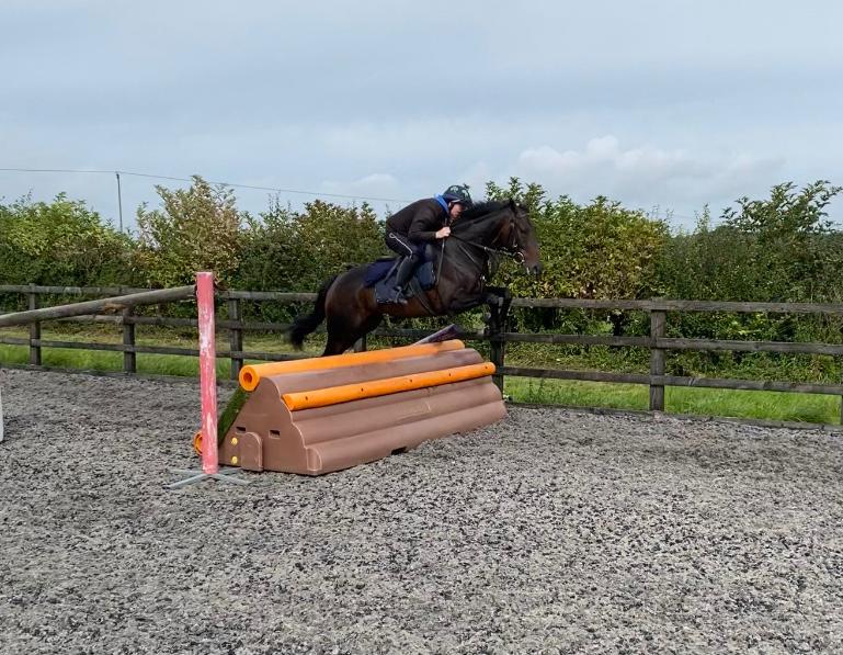 Moon King - Recent recruit from Ralph Becketts learning the aim of the game - jumping!