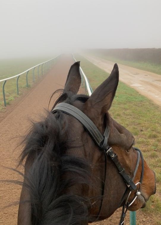 Illegal Model trying to look through the fog this morning!