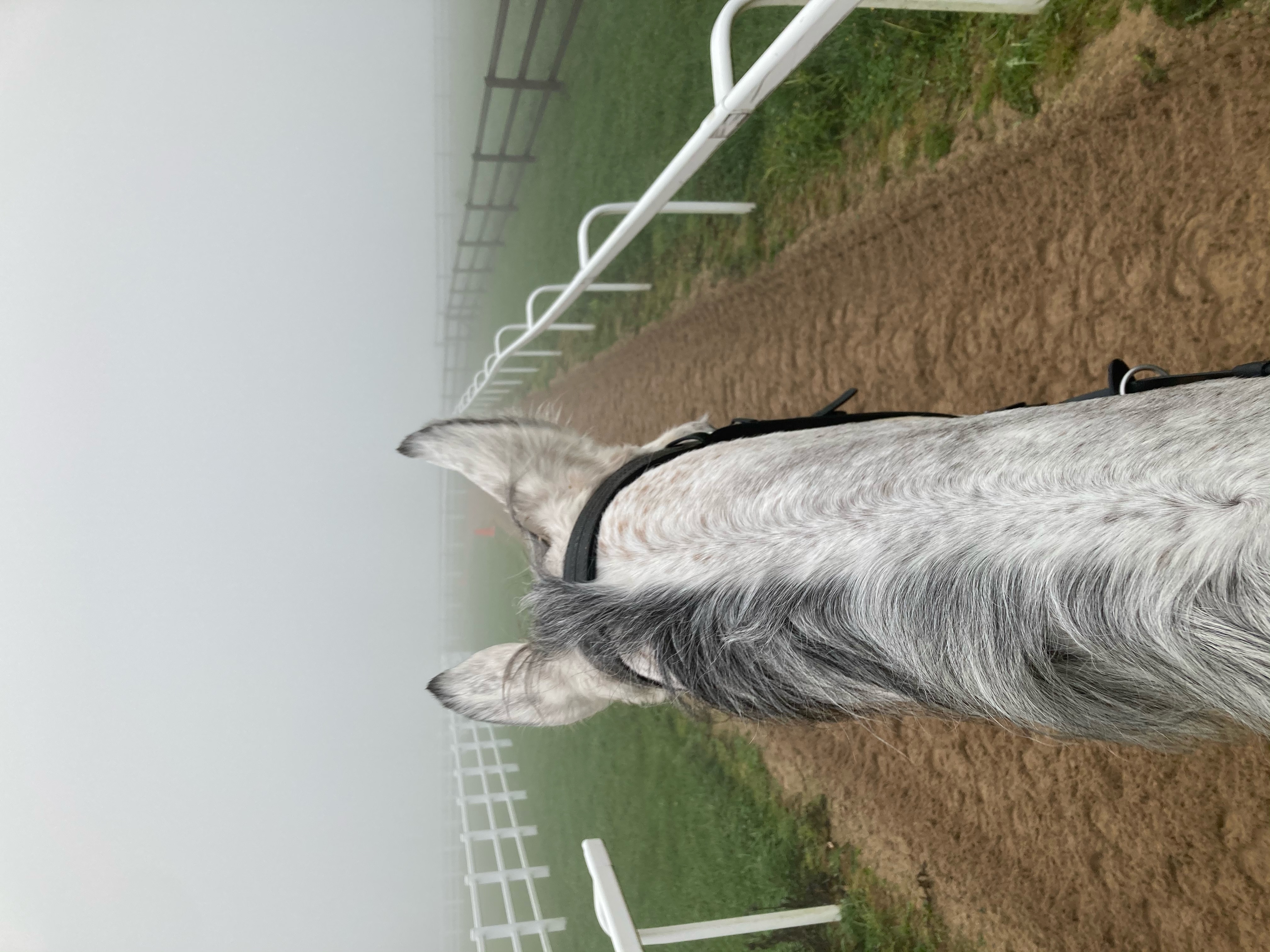 Snow Leopardess in the fog!