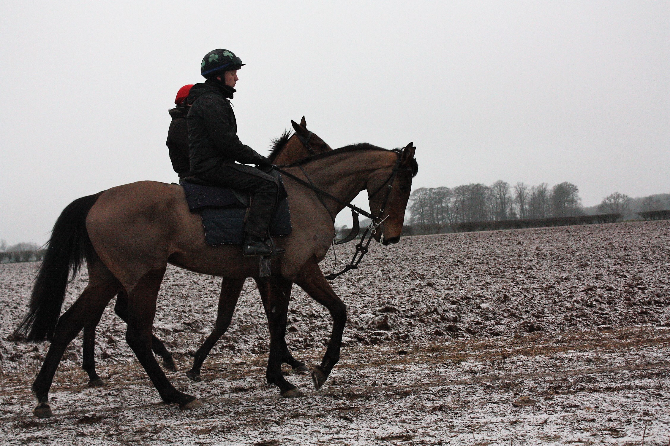 3 yr old by Westerner in the snow - FOR SALE