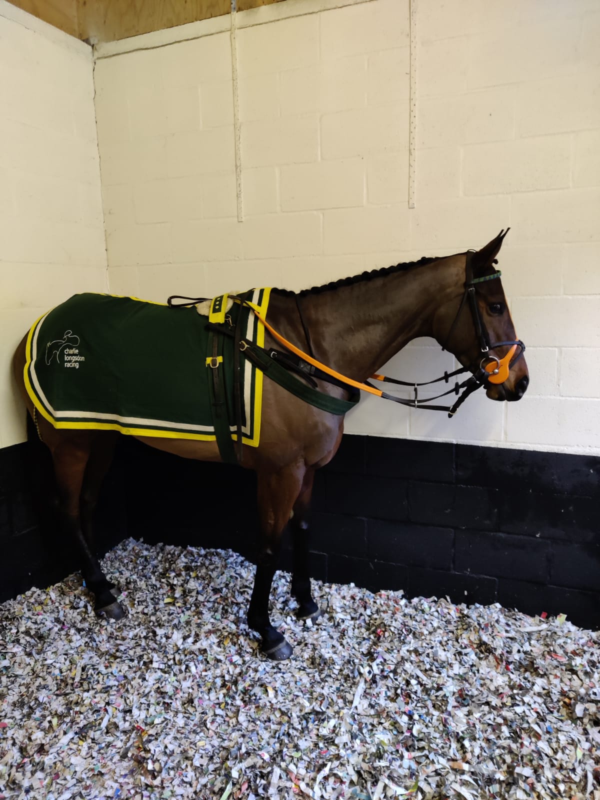 Saint Dalina before her run in the Pertemps at Warwick