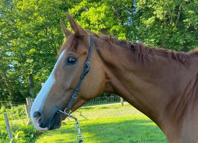 Beyond The Clouds having a pick of grass before his run