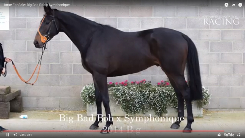 Horse For Sale: Big Bad Bob x Symphonique