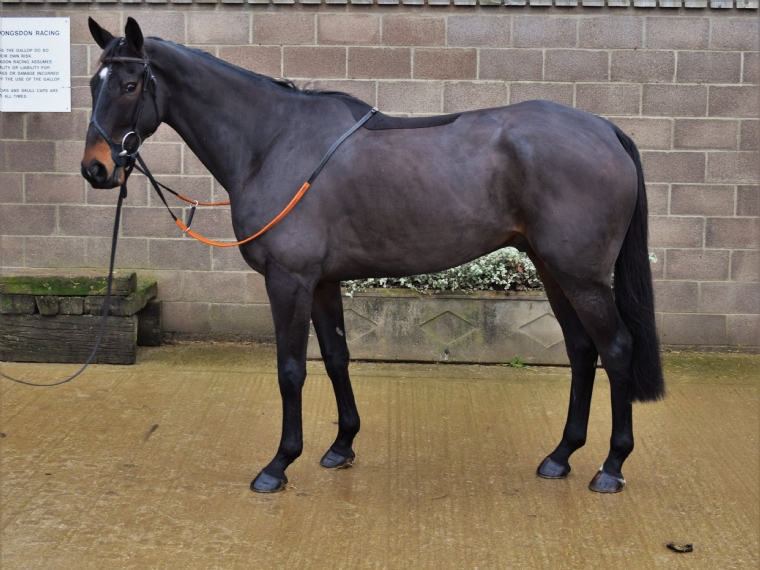 Goffs UK Horses In Training Sale Horses for sale