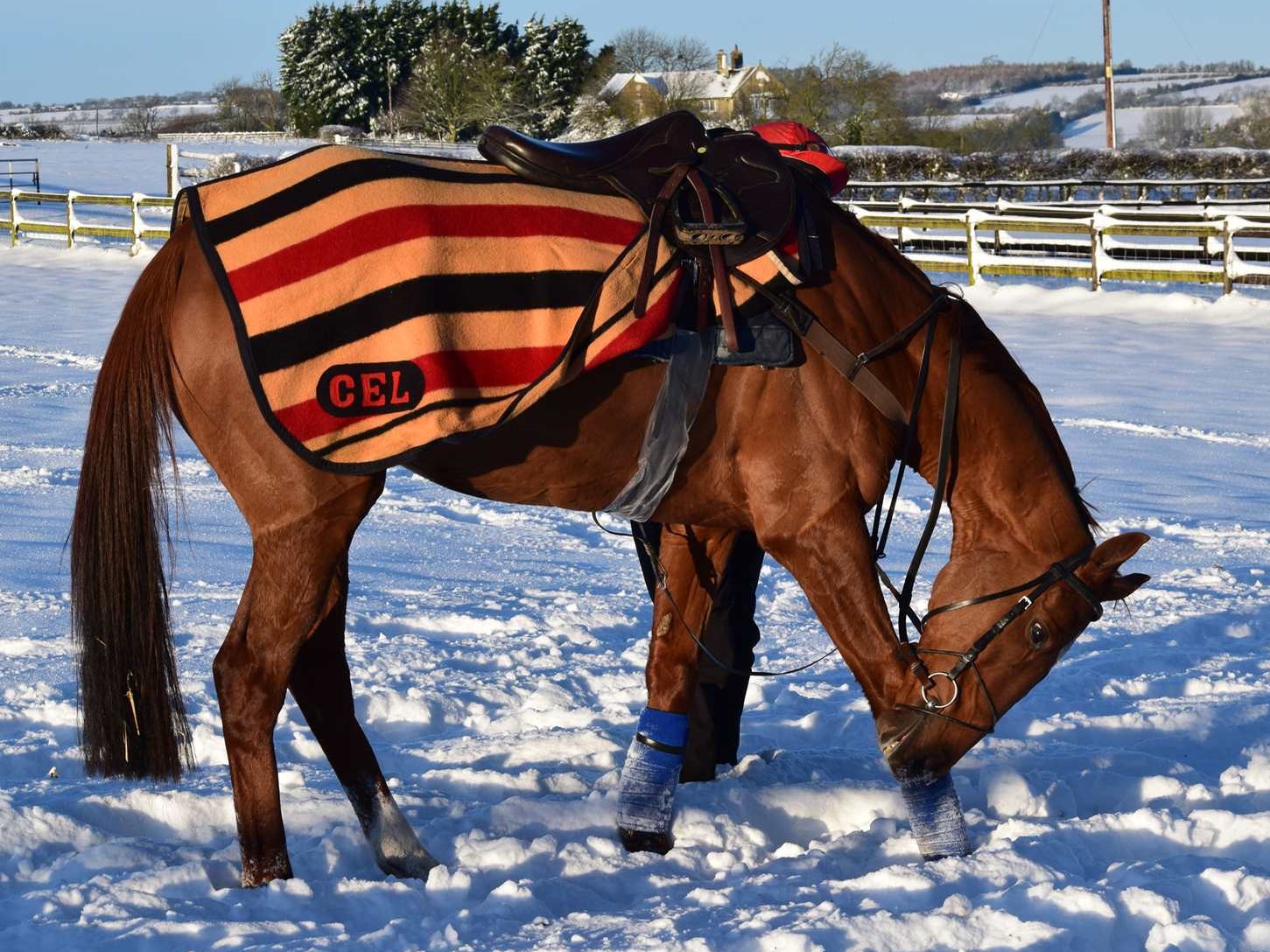 Bentelimar in the Snow