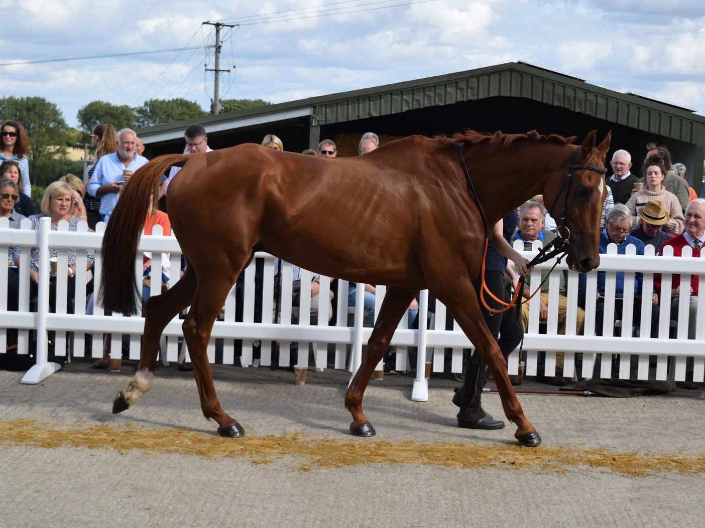 Bentelimar parading at our Open Afternoon