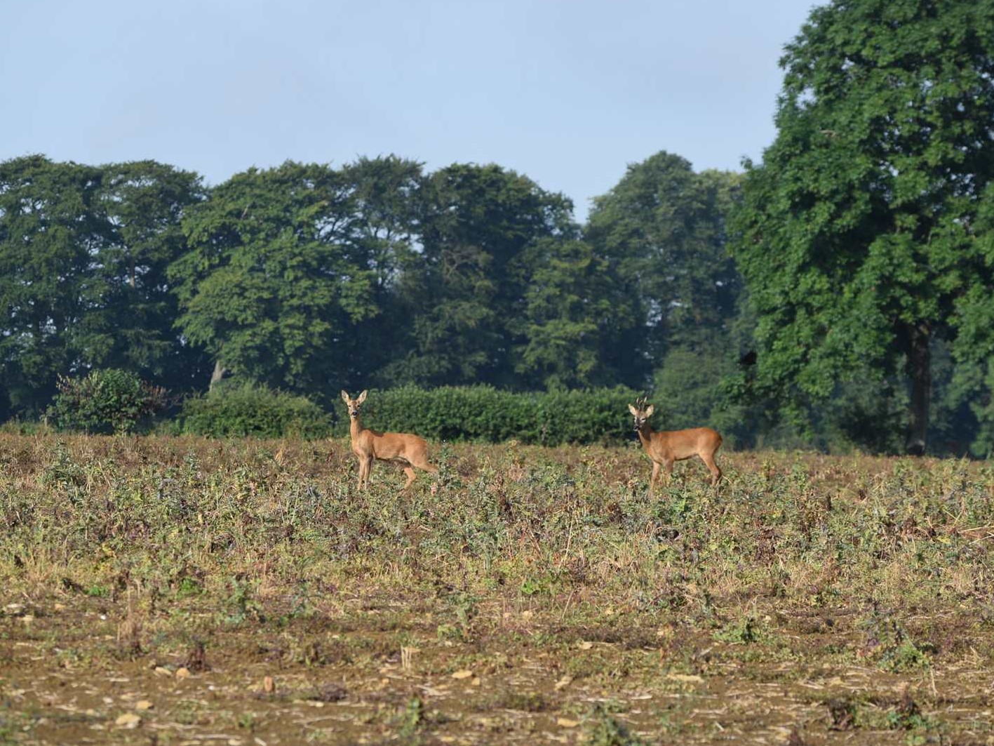 Spotted on the way back from the gallops