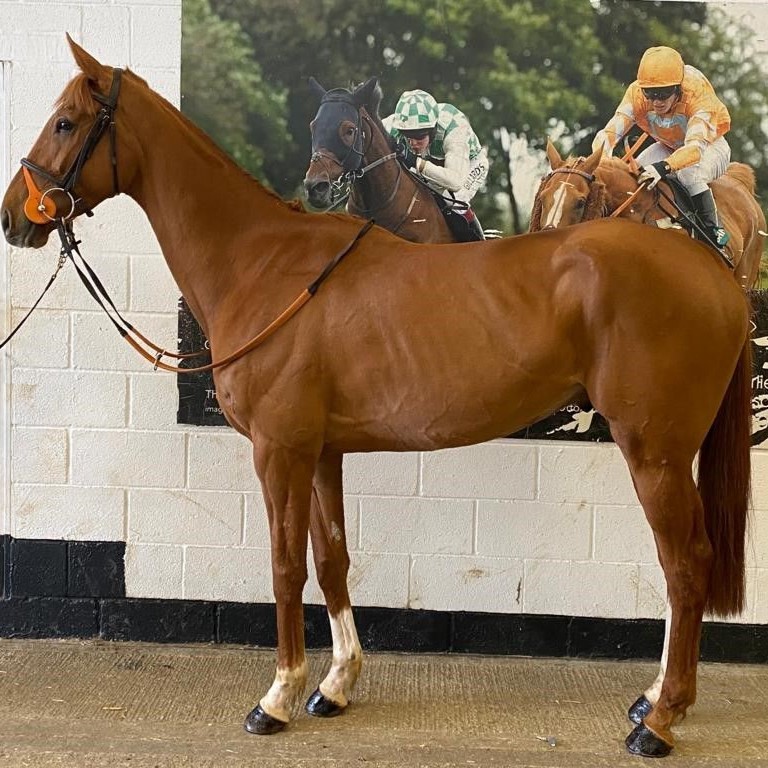GINGER JONNY 2018 Ch G