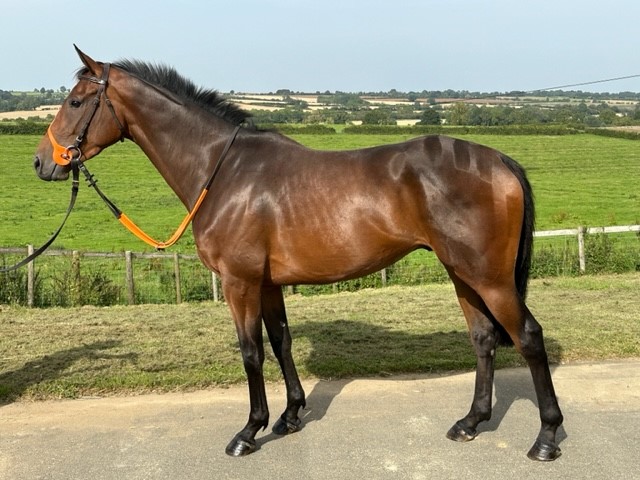 LINDA'S LAD X RUSSIE WITH LOVE 2020 B G