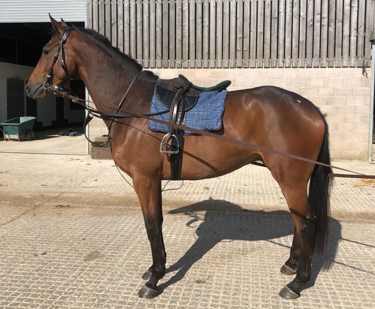 LINDA'S LAD X RUSSIE WITH LOVE 2020 B G