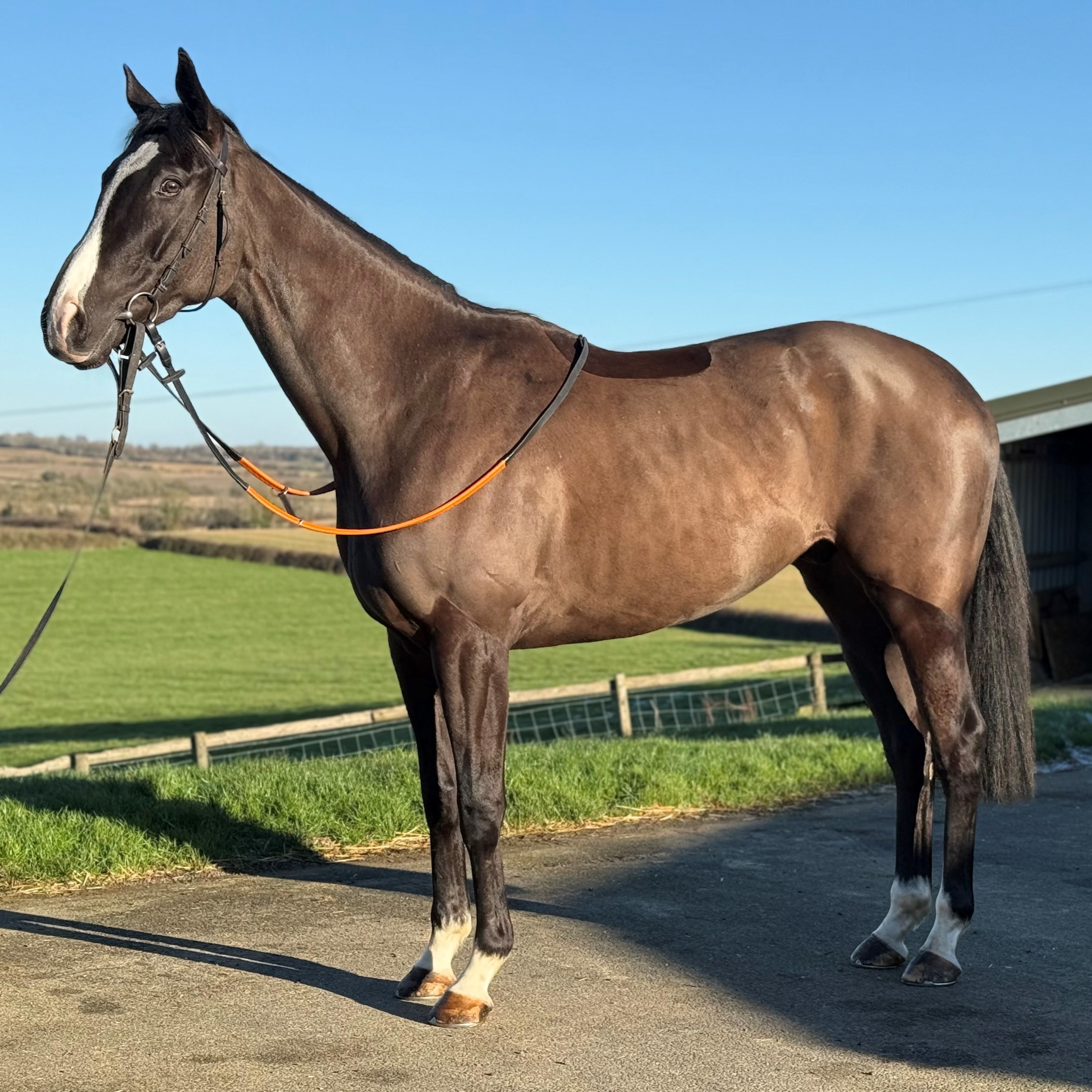 FRAMMASSONE X EN PASSE 2021 B G