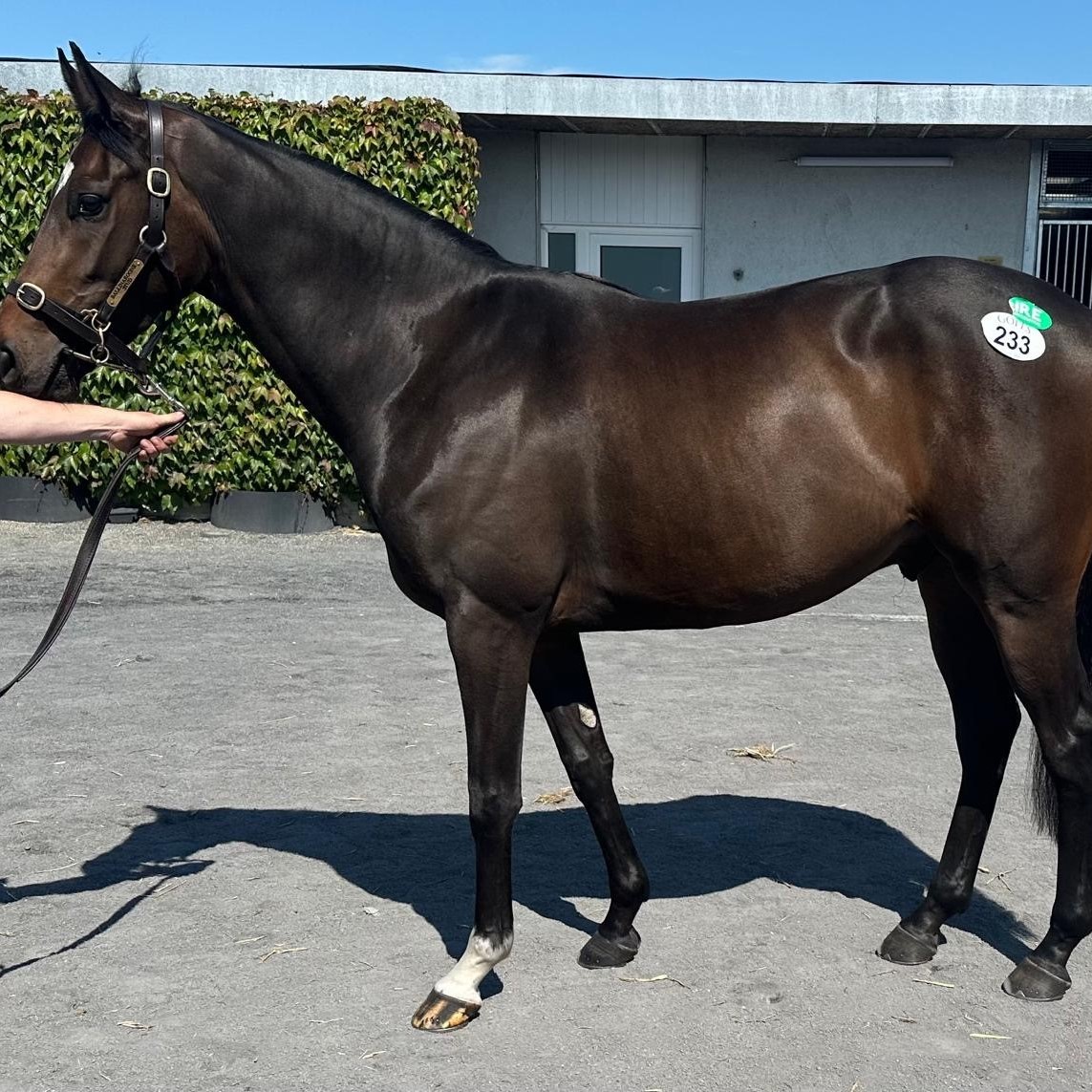 NATHANIEL X MA BELLE AMIE 2022 B G