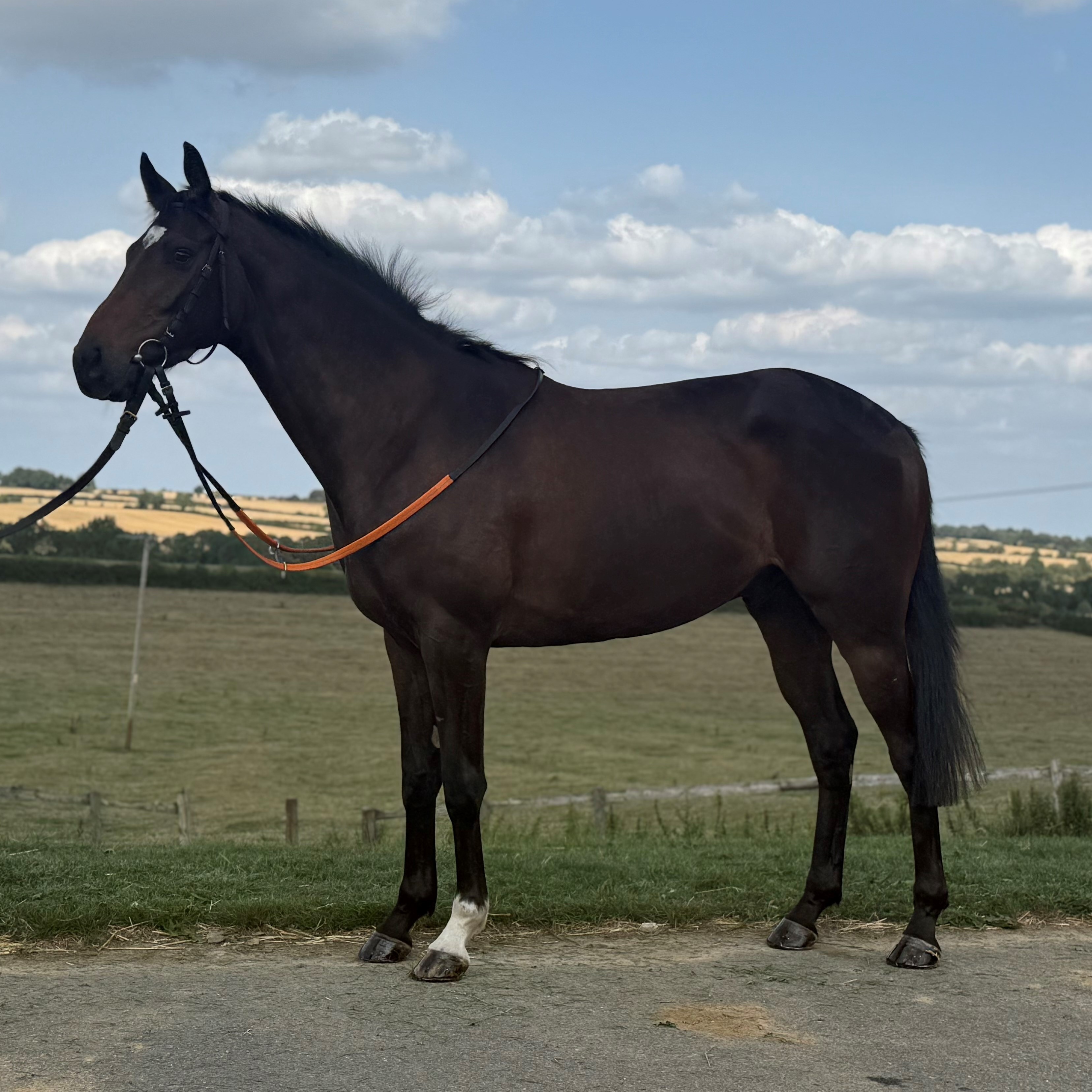 NATHANIEL X MA BELLE AMIE 2022 B G