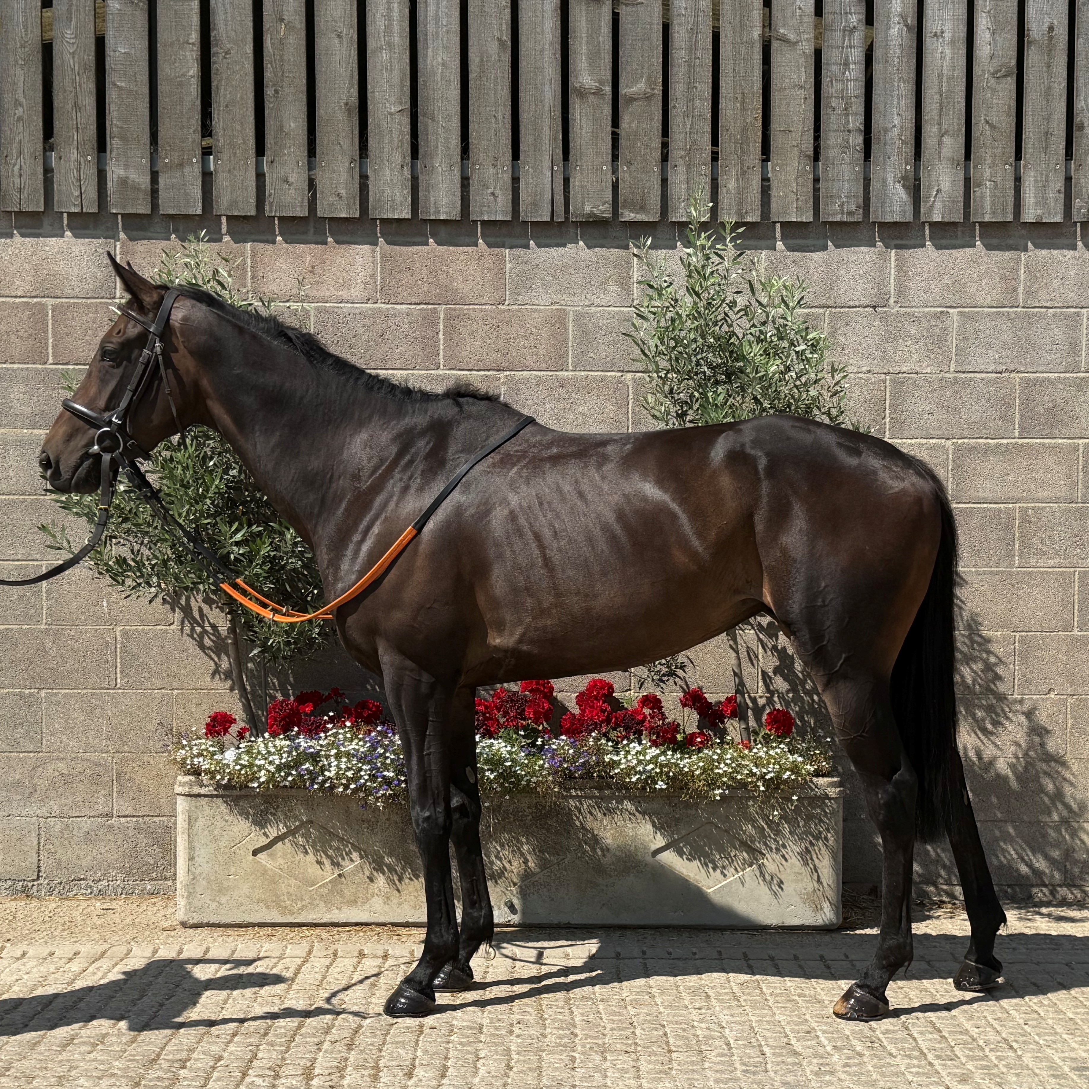 CHOCOLATE COSMOS 2022 B F